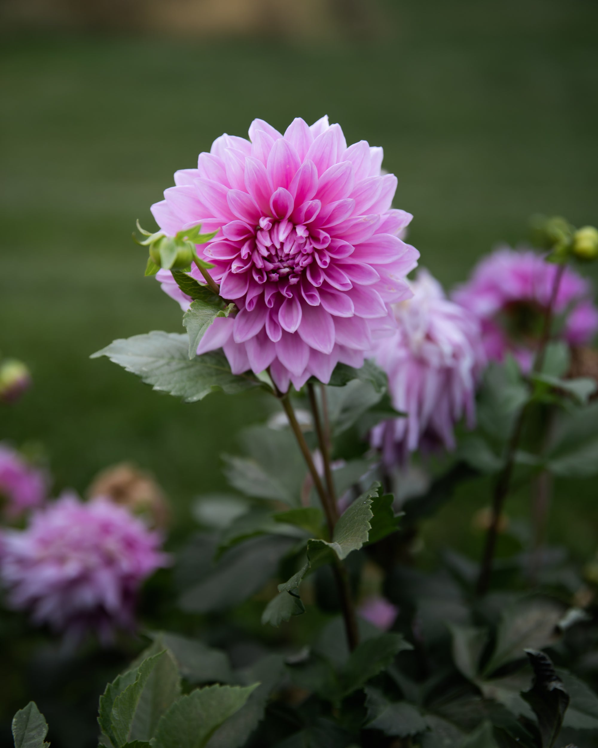 Dahlia Lovely Lana Tuber Sale