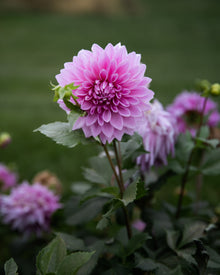 Dahlia Lovely Lana Tuber Sale