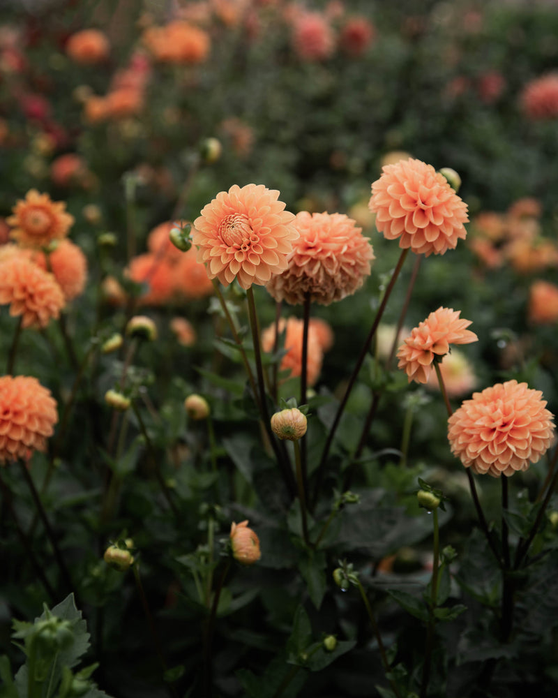 Dahlia Maarn Tuber Sale