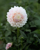 Dahlia Maltby Pearl