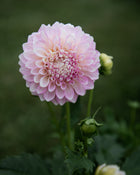 Dahlia Maltby Pearl