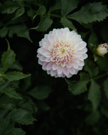 Dahlia Maltby Pearl