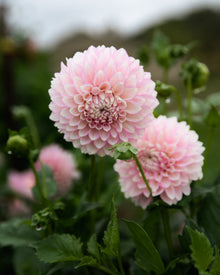 Dahlia Maltby Pearl