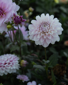 Dahlia Marionberry Milkshake