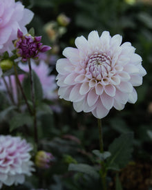Dahlia Marionberry Milkshake