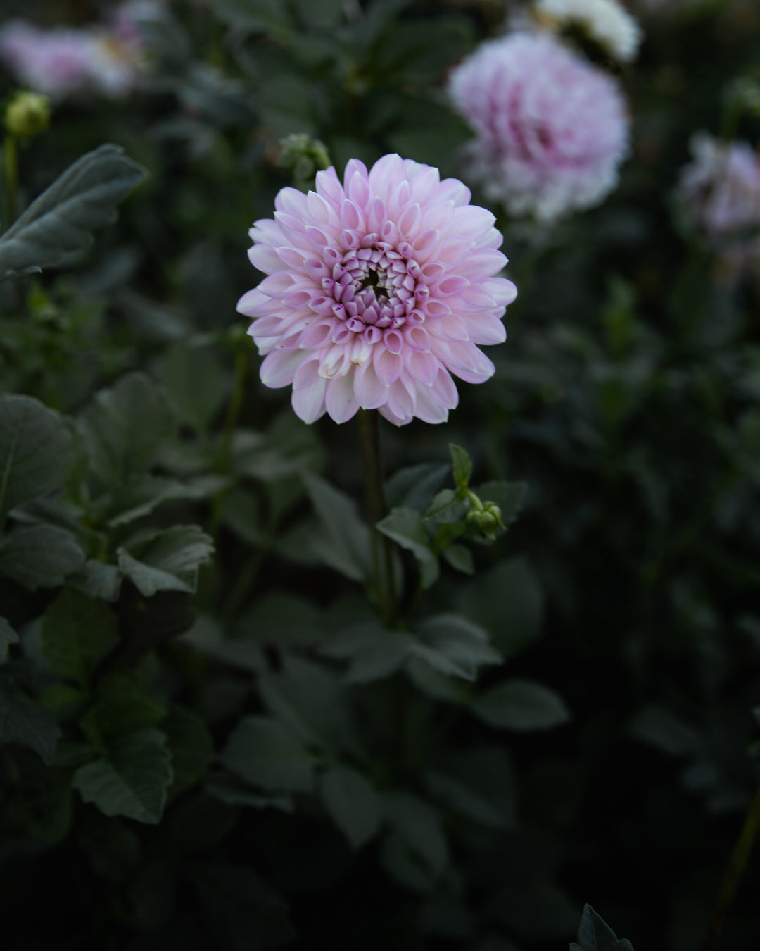 Dahlia Marionberry Milkshake