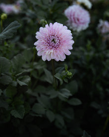 Dahlia Marionberry Milkshake