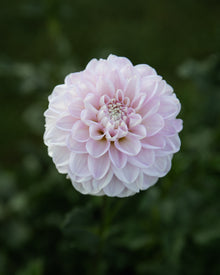 Dahlia Marionberry Milkshake