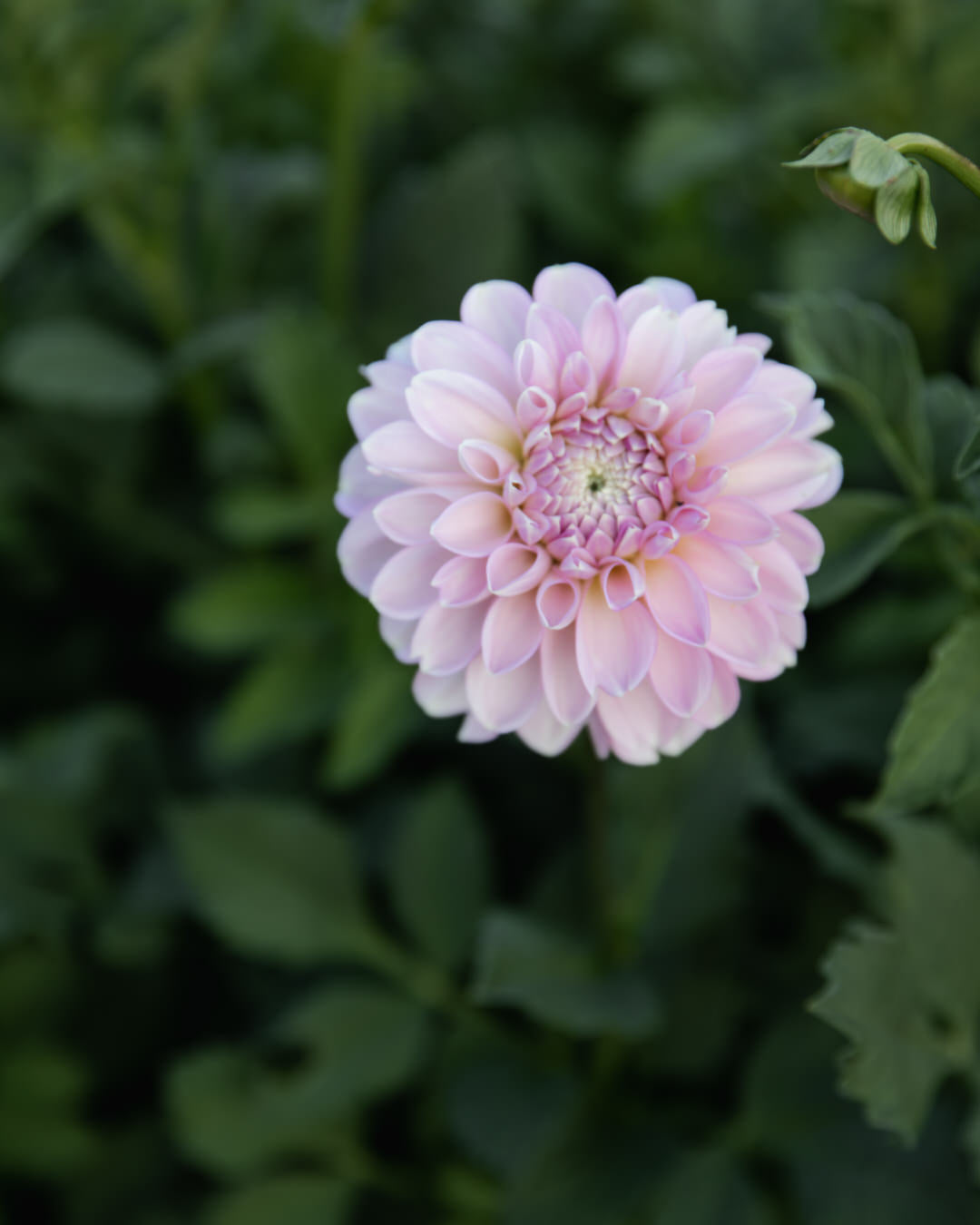 Dahlia Marionberry Milkshake