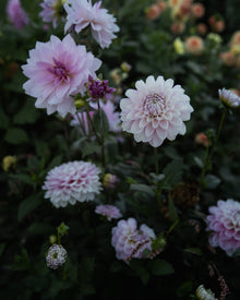 Dahlia Marionberry Milkshake