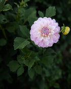 Dahlia Marionberry Milkshake
