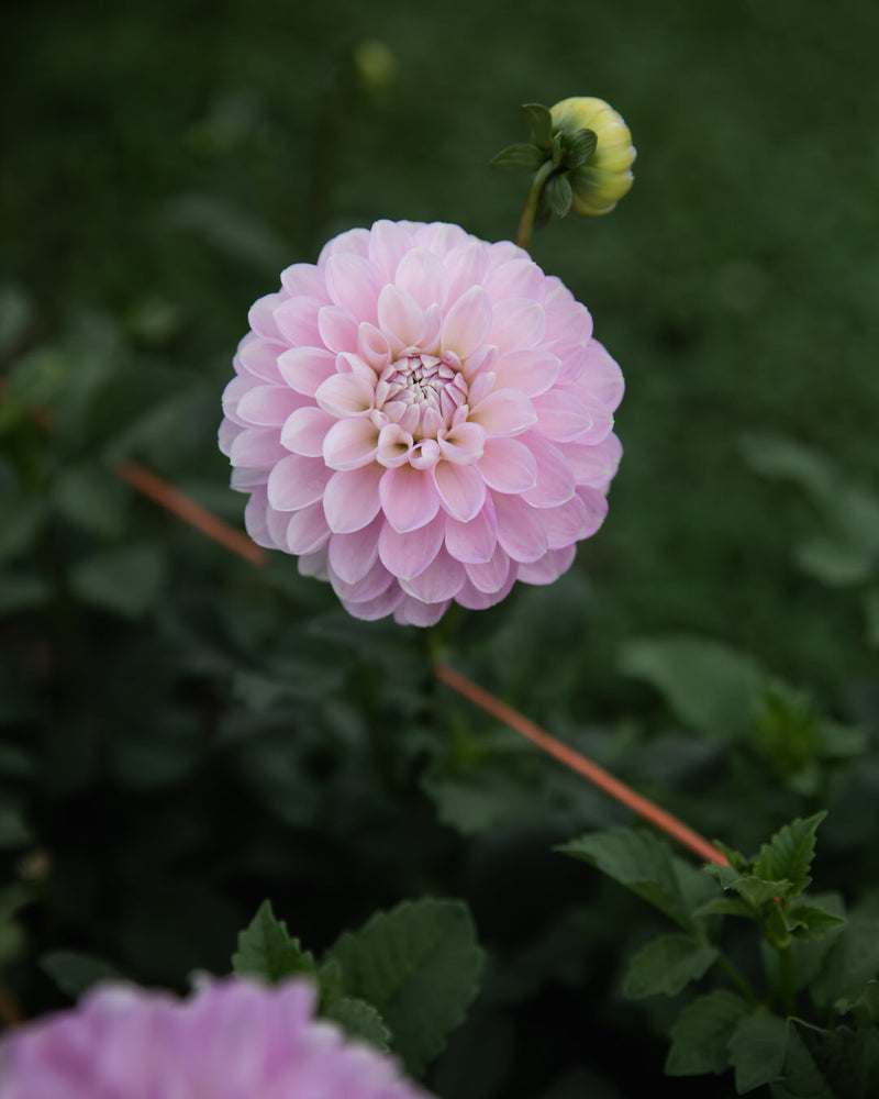 Dahlia Marionberry Milkshake