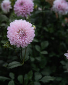 Dahlia Marionberry Milkshake