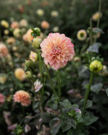 Dahlia Milena Fluer Tuber Sale