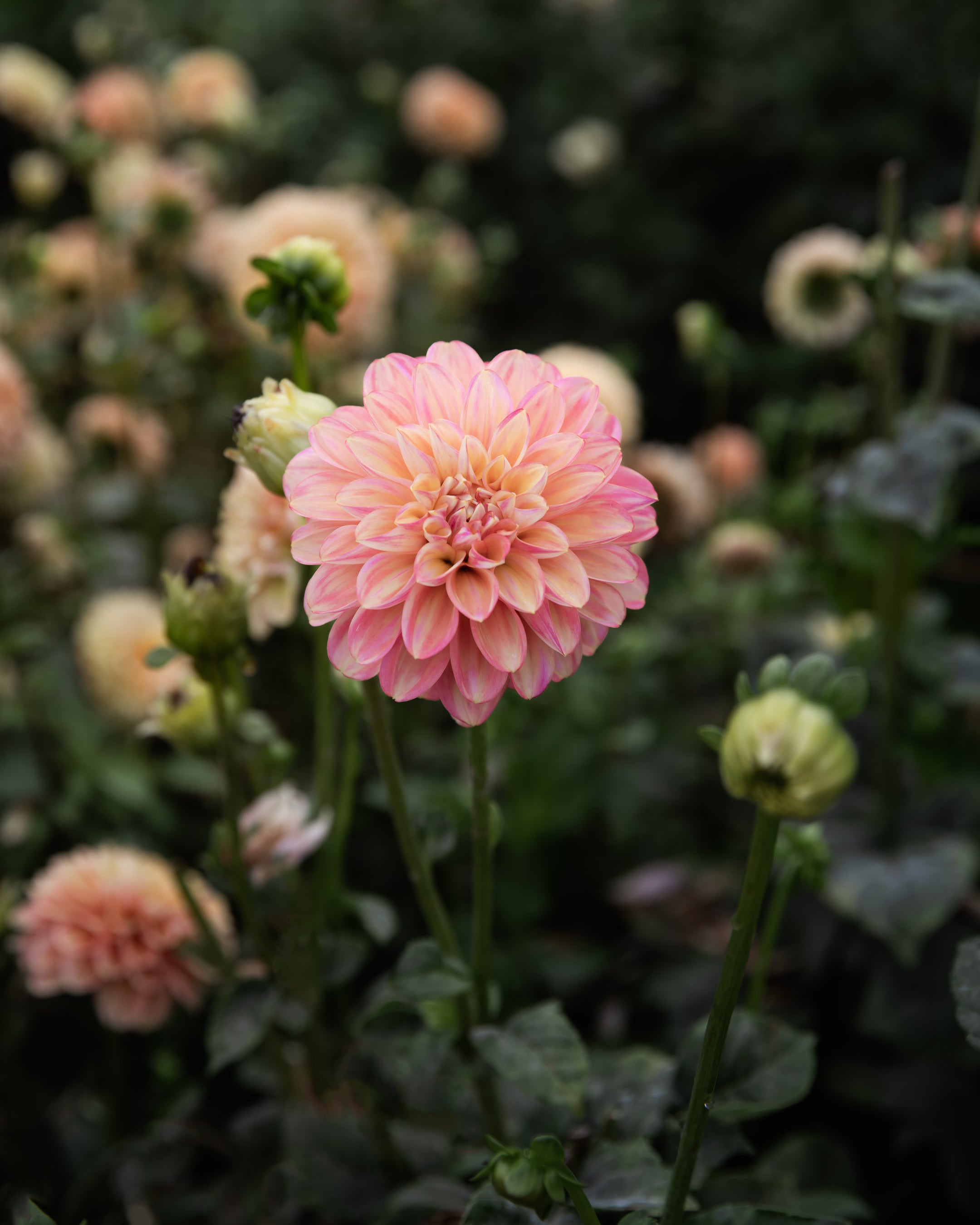 Dahlia Milena Fluer Tuber Sale