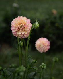 Dahlia Milena Fluer Tuber Sale