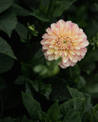 Dahlia Milena Fluer Tuber Sale