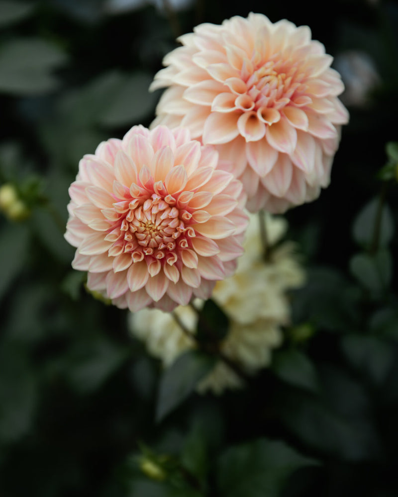 Dahlia Miss Amara