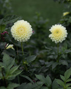 Dahlia MM Buttercream