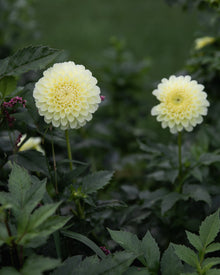 Dahlia MM Buttercream