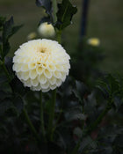 Dahlia MM Buttercream