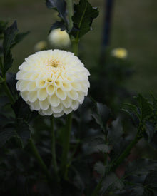 Dahlia MM Buttercream