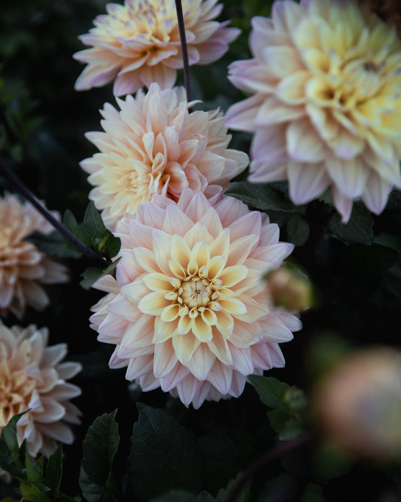 Dahlia Mondriaan Tuber Sale