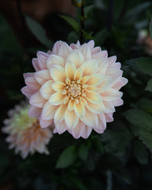 Dahlia Mondriaan Tuber Sale