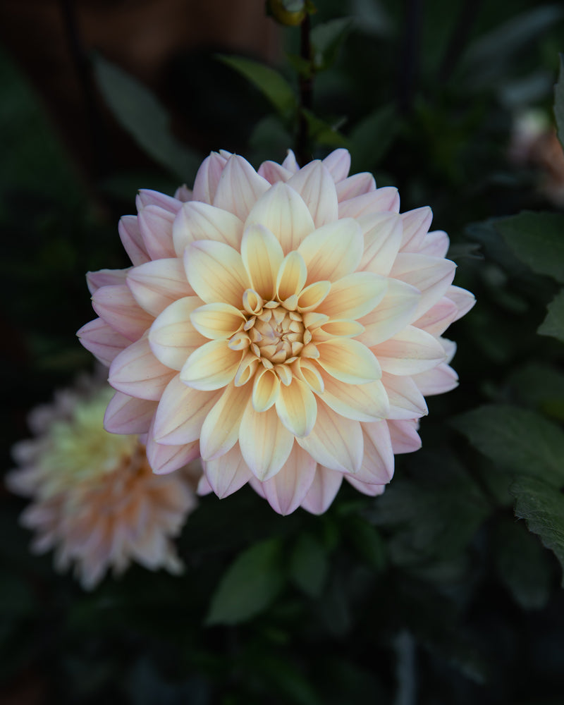 Dahlia Mondriaan Tuber Sale