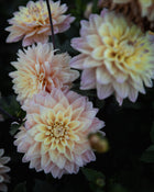 Dahlia Mondriaan Tuber Sale