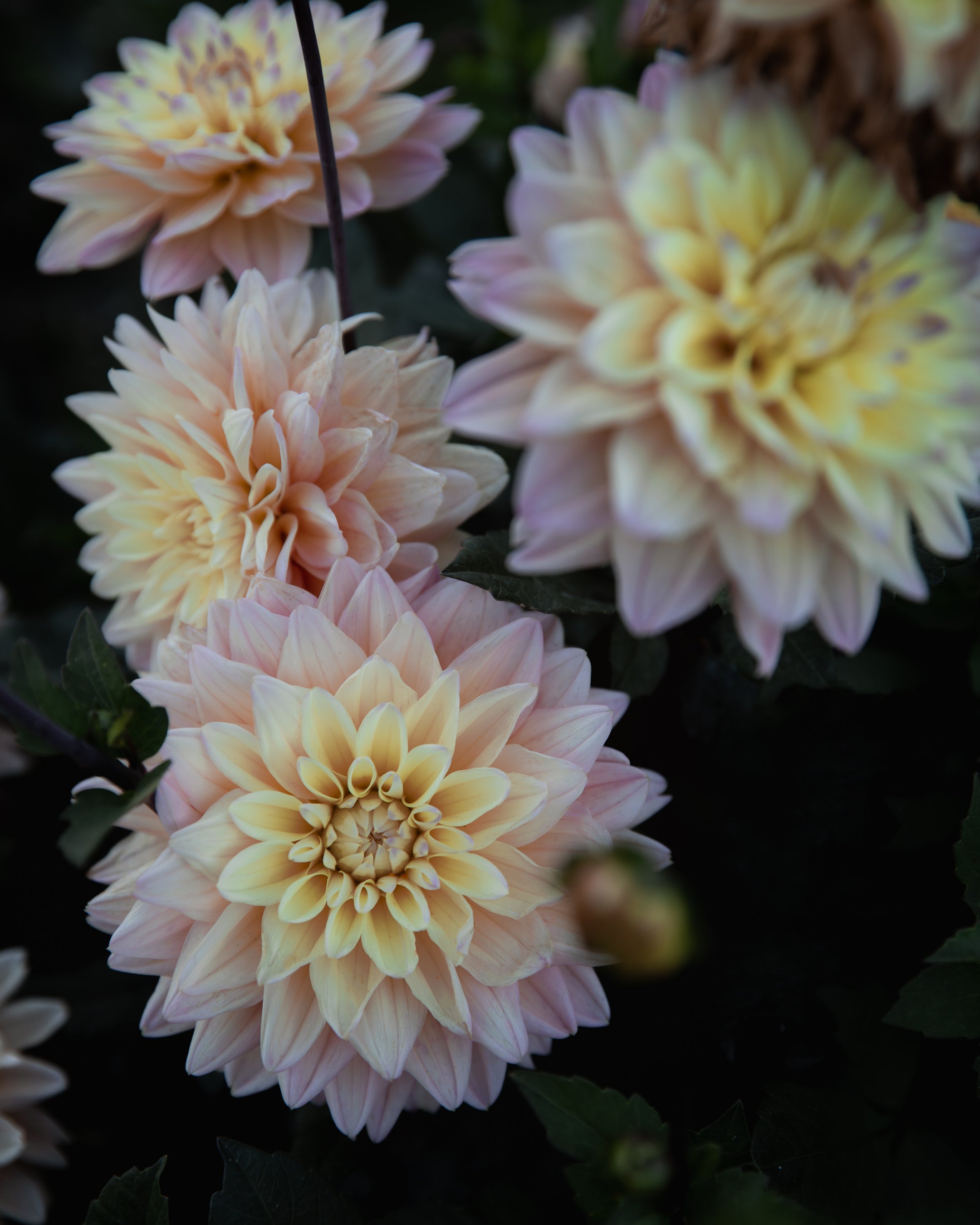 Dahlia Mondriaan Tuber Sale