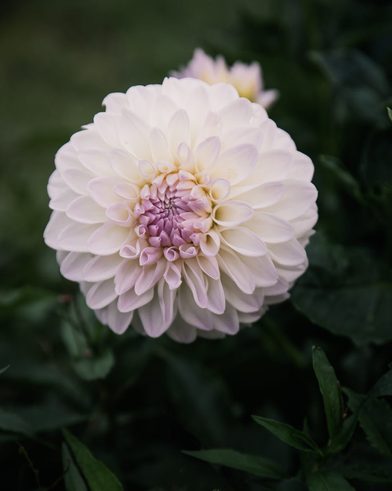 Dahlia Narrows Ryder