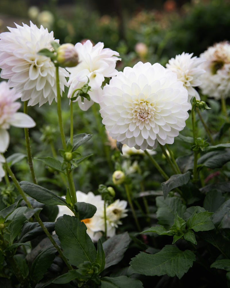 Dahlia Narrows Ryder