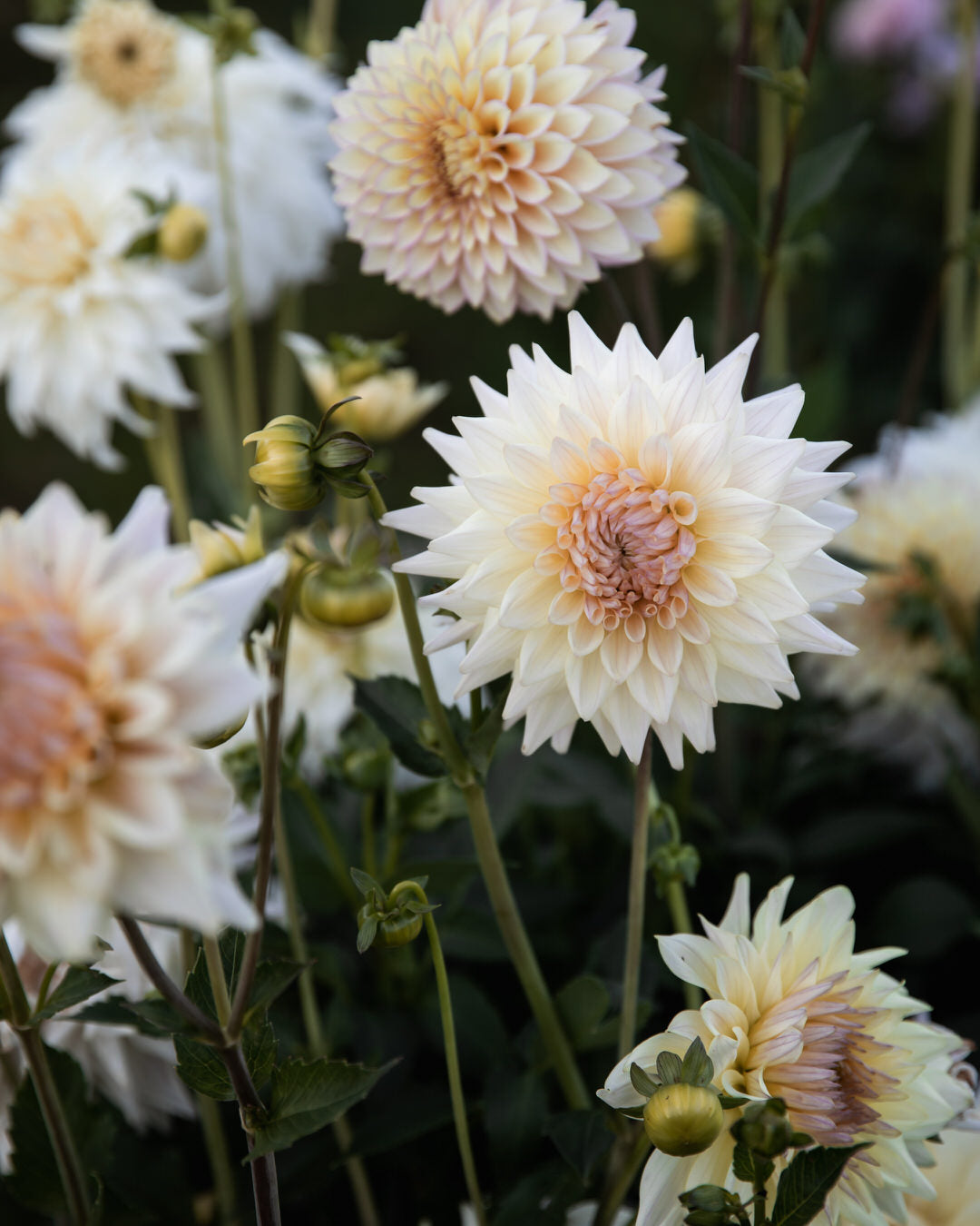 Dahlia Netherton Cindy