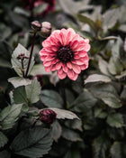 Dahlia Night Silence Tuber Sale