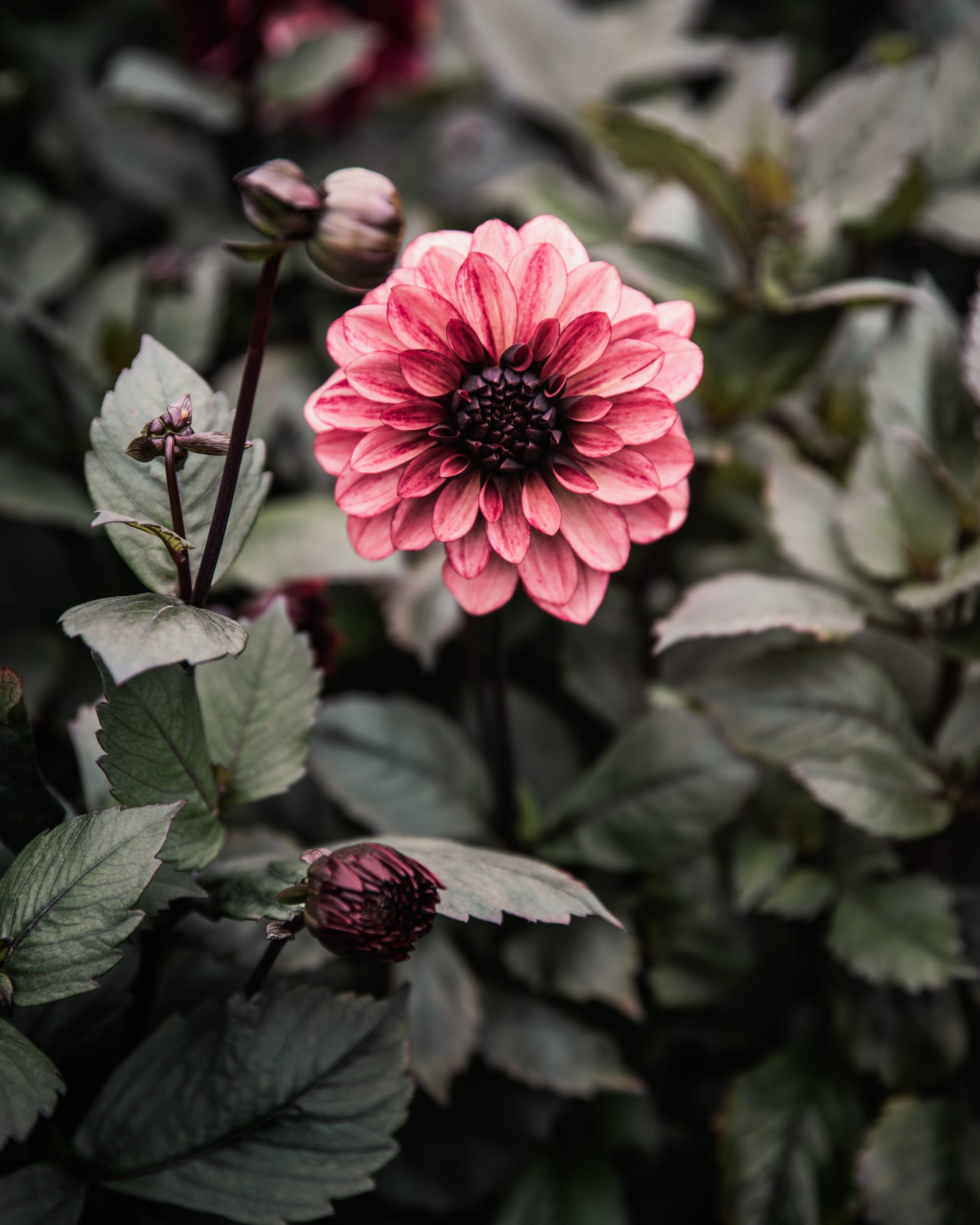 Dahlia Night Silence Tuber Sale