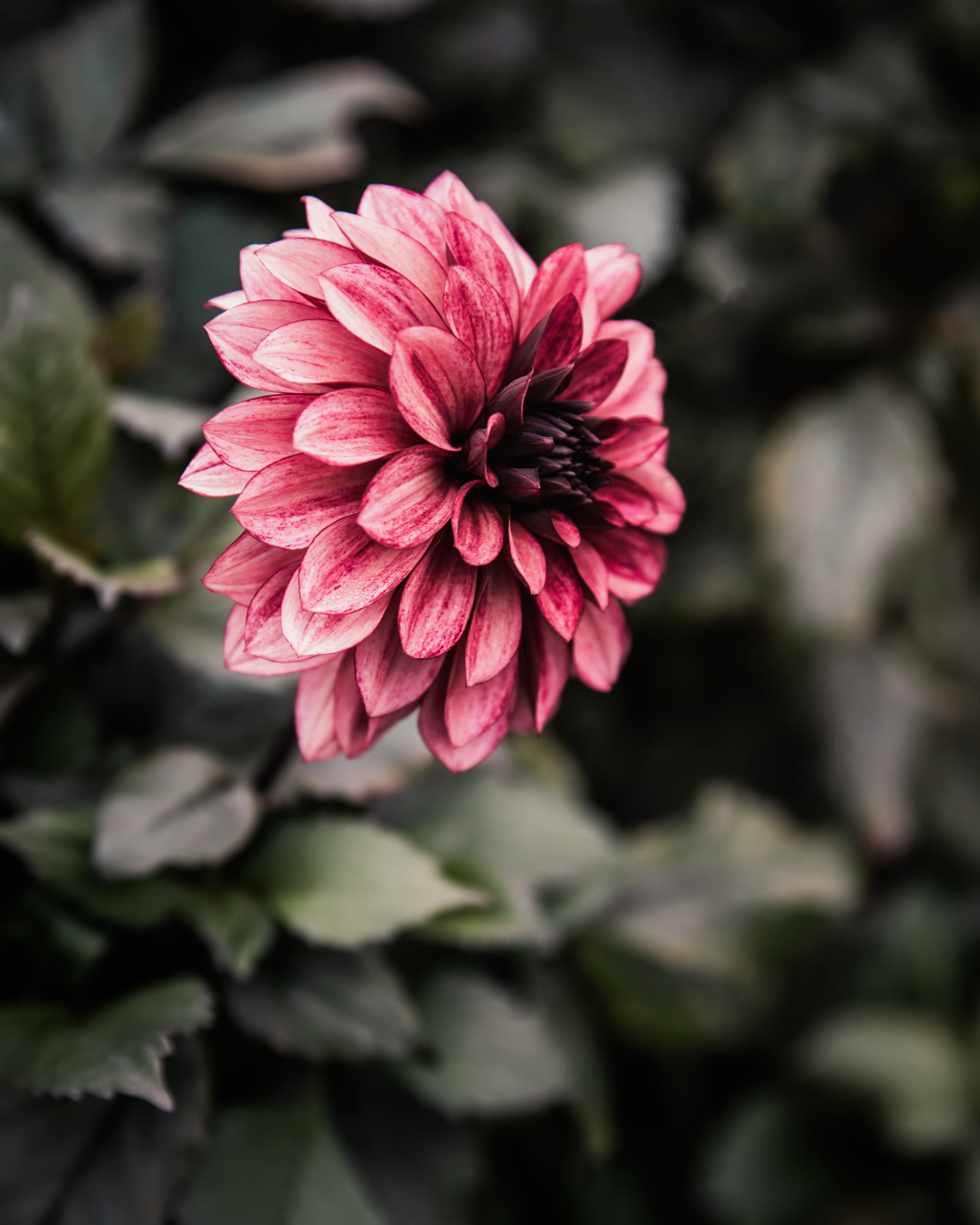 Dahlia Night Silence Tuber Sale