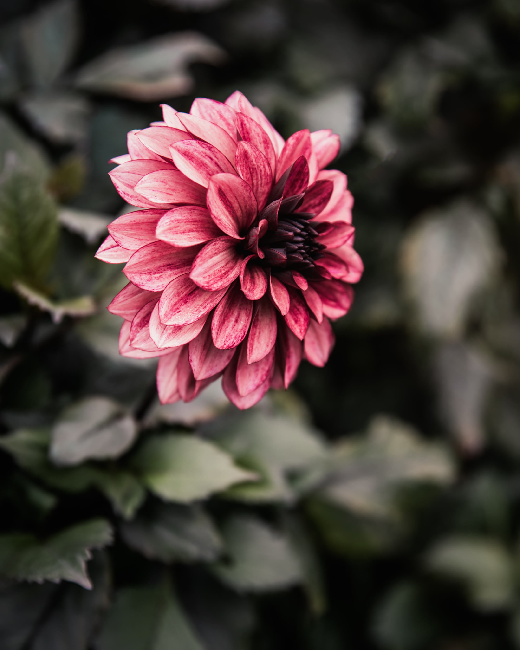 Dahlia Night Silence Tuber Sale