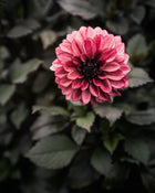 Dahlia Night Silence Tuber Sale