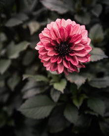 Dahlia Night Silence Tuber Sale