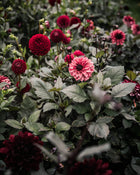 Dahlia Night Silence Tuber Sale