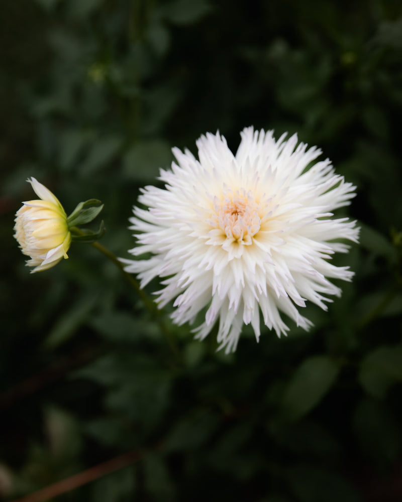 Dahlia Normandie Wedding Day