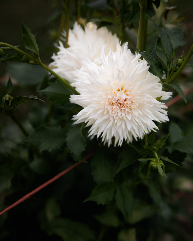 Dahlia Normandie Wedding Day