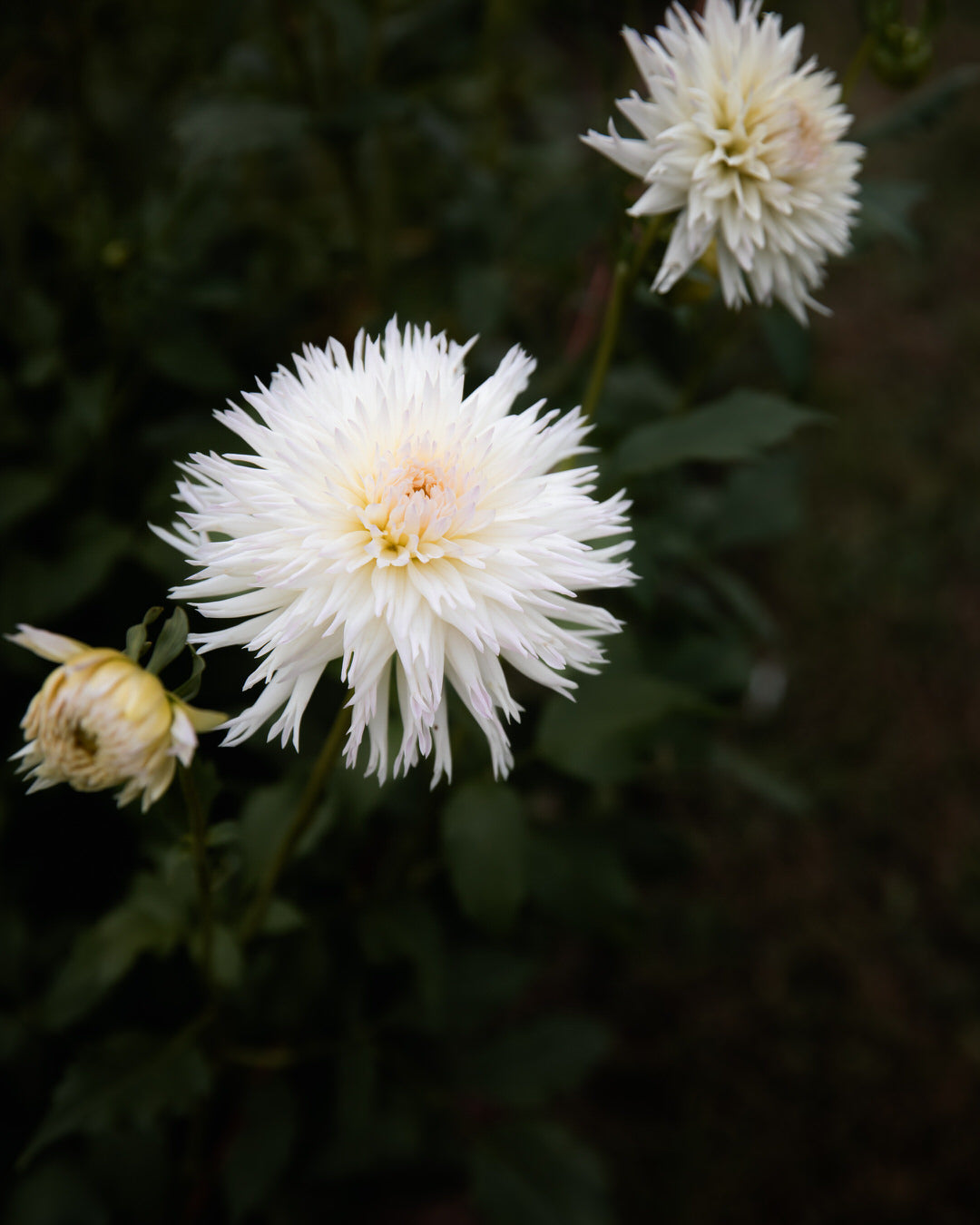 Dahlia Normandie Wedding Day