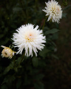 Dahlia Normandie Wedding Day