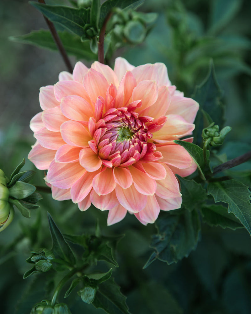 Dahlia Normandy Bright Day
