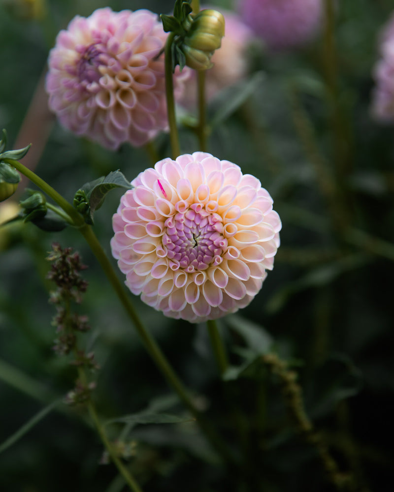 Dahlia Odyssey