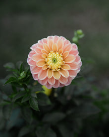 Dahlia Oh Honey!