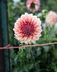 Dahlia Orange Globe