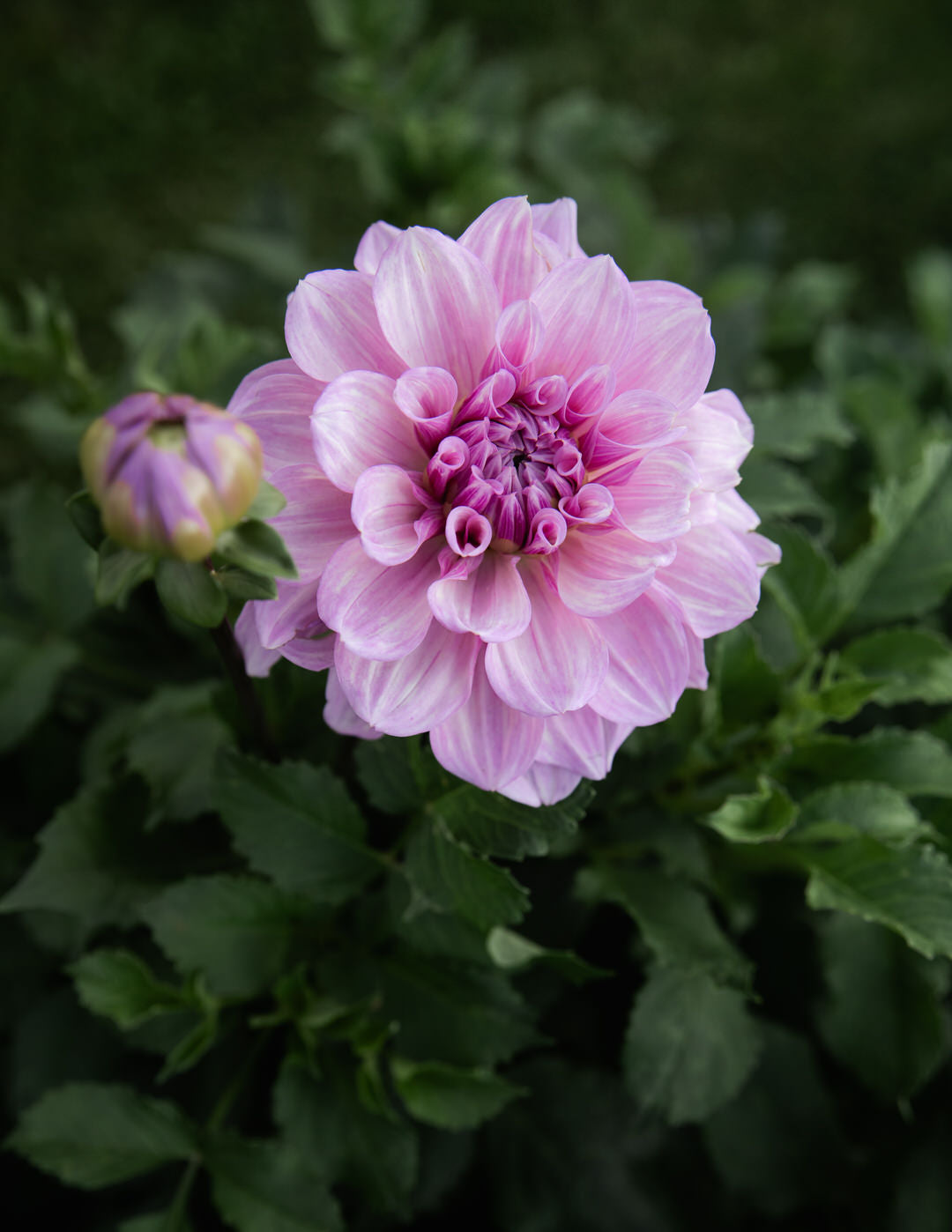 Dahlia Orchid Ice Petal Back Farm